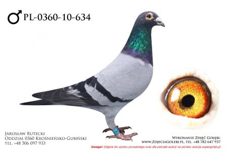 PL-0360-10-634 - samczyk