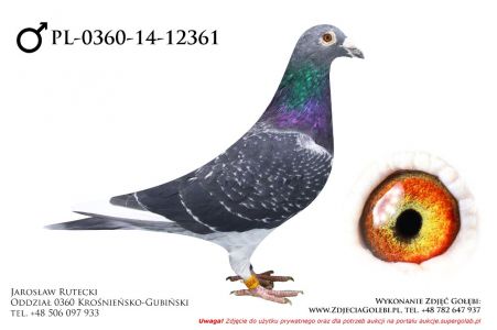 PL-0360-14-12361 - samczyk