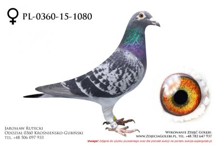 PL-0360-15-1080 - samiczka