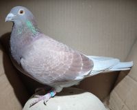 PL-0360-20-11952 - Córka wybitnego lotnika 1547 - Super rozpłodowa samica!!!