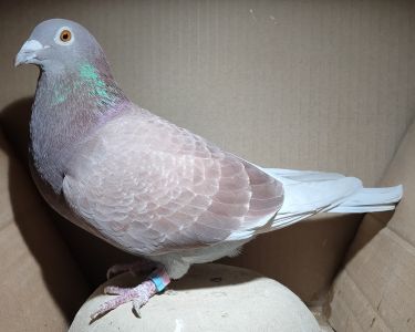 PL-0360-20-11952 - Córka wybitnego lotnika 1547 - Super rozpłodowa samica!!!