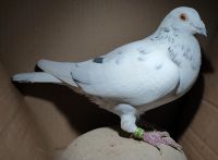 PL-0360-23-4545 (J. Wierzbicki/Ludo Claessens) - samiec