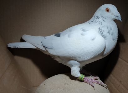 PL-0360-23-4545 (J. Wierzbicki/Ludo Claessens) - samiec