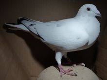 PL-0360-24-52 - samica