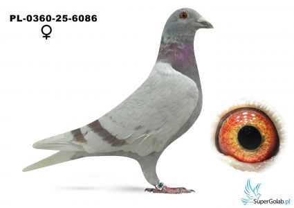 PL-0360-25-6086 Sidorowicz Zbigniew