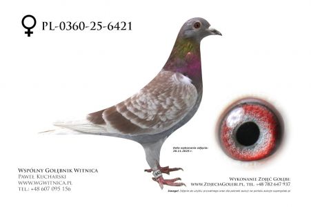 PL-0360-25-6421: Jaroslaw Rutecki, 85. Lotnik, m in 35m, 36m