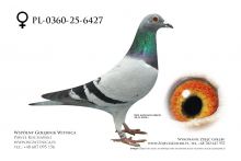 PL-0360-25-6427: Jaroslaw Rutecki, m in 9m