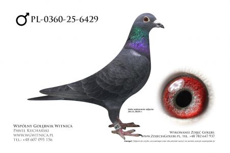 PL-0360-25-6429: Jaroslaw Rutecki