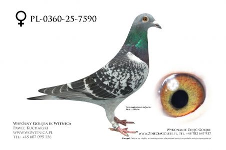 PL-0360-25-7590: Przemyslaw Pilecki