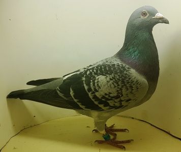 PL-0361-16-4746