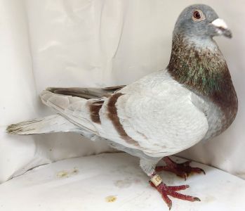 PL-0361-20-1723 Płowy Przyrodni brat 3 Asa kat F Okręgu Zielona Góra