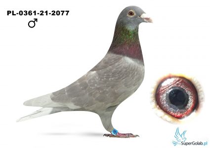 PL-0361-21-2077