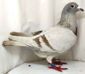 PL-0361-21-2279 płowy wnuk DV-1744