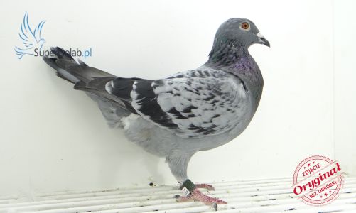PL-0361-21-5602 S.K.S Racing Pigeons