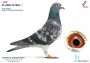 PL-0361-21-5602 S.K.S Racing Pigeons