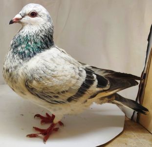 PL-0361-22-10716  szpak   Córka DV-1744 Fabryka Asów