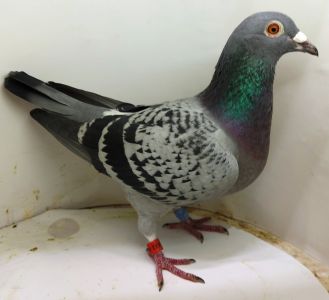 PL-0361-22-10723 n. Córka 6 Asa ze wspólnego gołębnika