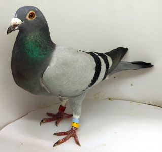 PL-0361-22-7979 n. Córka 8 Asa kat. A , a zarazem 10 rocznej lotniczki oddziału