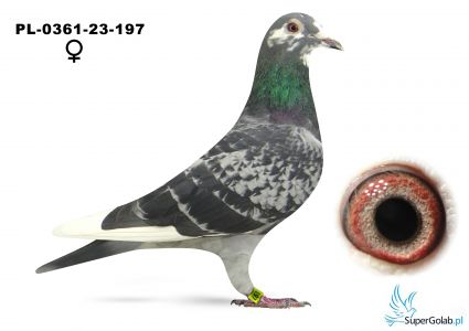 PL-0361-23-197