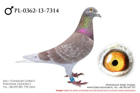 PL-0362-13-7314 - samczyk