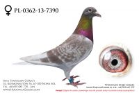 PL-0362-13-7390 - likwidacja hodowli
