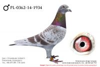 PL-0362-14-1934 - samczyk