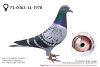PL-0362-14-1978 - samiczka