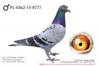 PL-0362-15-8777 - samczyk
