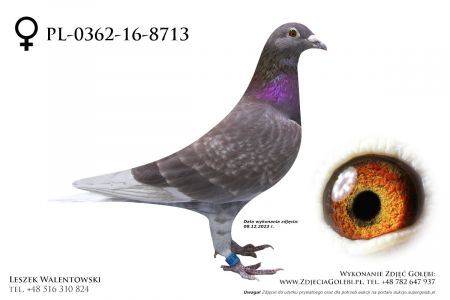 PL-0362-16-8713 - wnuczka 1 lotnika Oddziału i 2 lotnika Okręgu w kat. G, w rodowodzie Stichelbout, van Hee, Janssen, Meulemans, Delbar