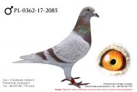 PL-0362-17-2085 - samczyk