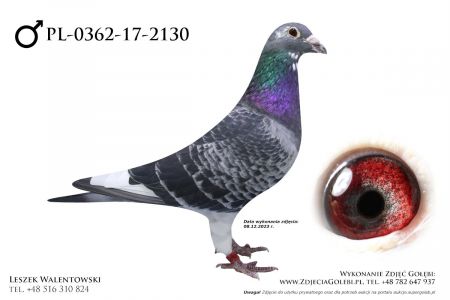 PL-0362-17-2130 - stara linia gołębi Górskich, Janssen, Meulemans, van Loon, Grundelars-Stichelbout