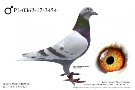 PL-0362-17-3454 - De Klak (linia słynnego 613) x Janssen x Górscy