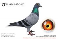PL-0362-17-3462 - samczyk