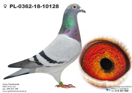 PL-0362-18-10128 - 1 AS WG Kosakowo Loty Zimowe oraz 3 gołąb z Finału!!!