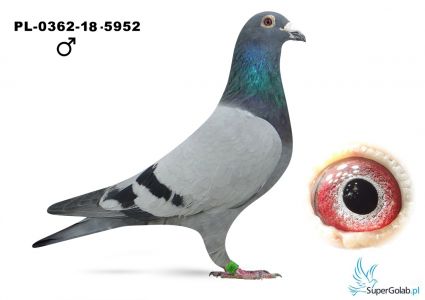 PL-0362-18 - 5952 JANSSEN