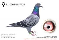 PL-0362-18-7936 - samiczka