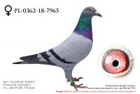 PL-0362-18-7965 - samiczka