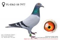 PL-0362-18-7977 - samiczka
