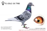 PL-0362-18-7980 - samiczka