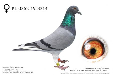 PL-0362-19-3214_0 - linia H Meier