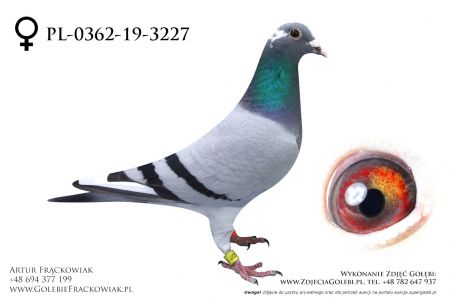 PL-0362-19-3227_0 - córka 1 Asa na WG Kosakowo