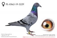 PL-0362-19-3229 - samiczka