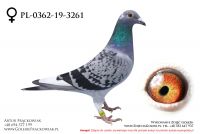 PL-0362-19-3261 - samiczka