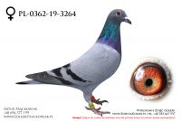 PL-0362-19-3264 - samiczka