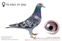 PL-0362-19-3266 - samiczka