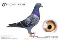 PL-0362-19-3268 - samczyk