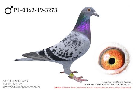 PL-0362-19-3273_1 - inbred na Wittenbuika G Vandenabeele