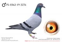 PL-0362-19-3276 - samczyk