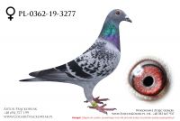 PL-0362-19-3277 - samiczka