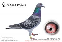 PL-0362-19-3282 - samiczka